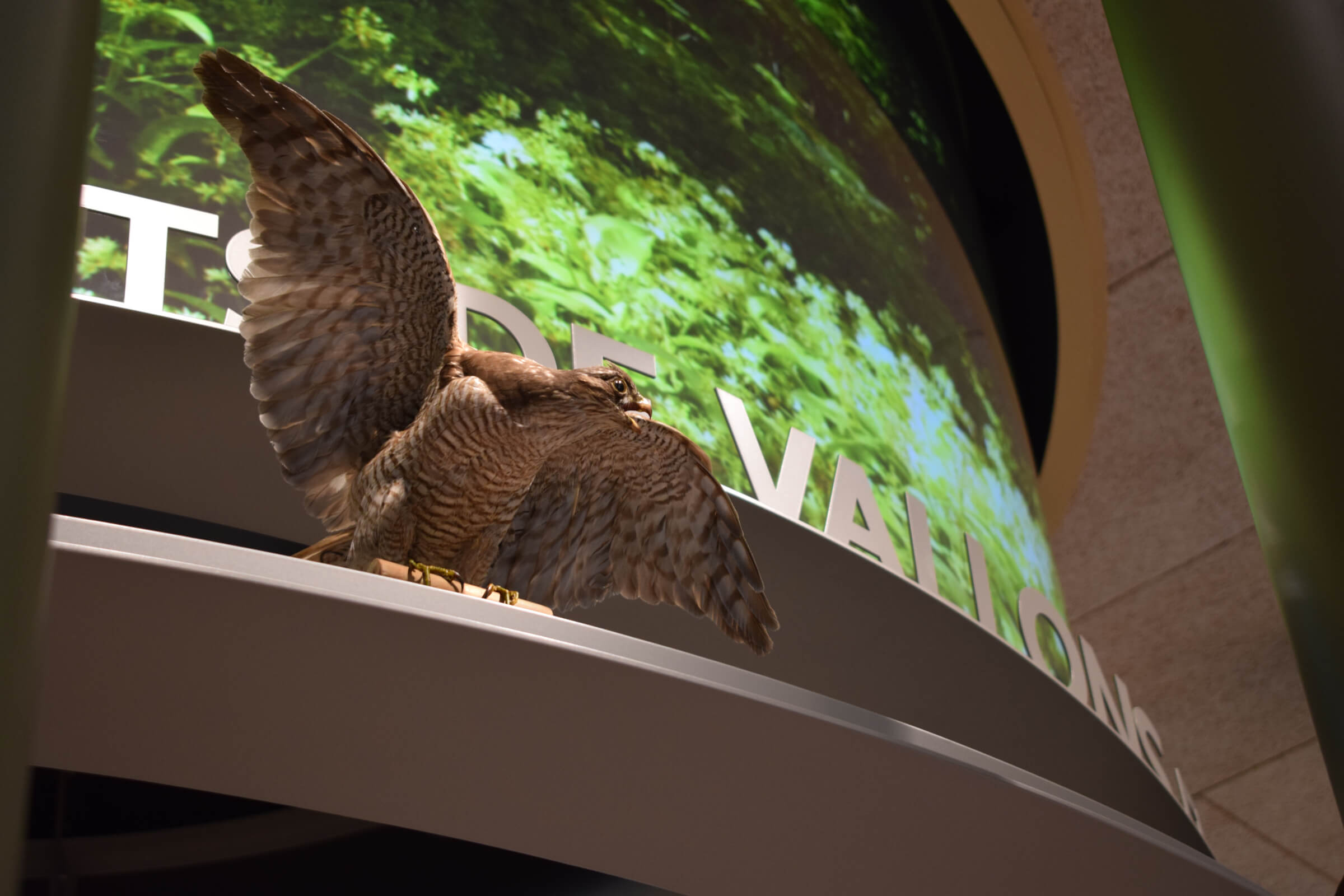 dsc_0068